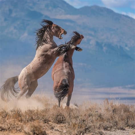 About Wildhorse .